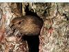 House Wren(Troglodytes aedon)  - tree hole entrance