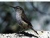 House Wren(Troglodytes aedon)