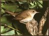 House Wren(Troglodytes aedon)