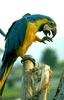 Blue-and-yellow macaw (Ara ararauna)