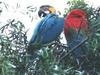 Blue-and-yellow macaw (Ara ararauna)