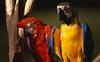 Blue-and-yellow macaw (Ara ararauna)  and Green-winged Macaw