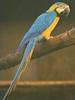 Blue-and-yellow macaw (Ara ararauna)