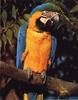 Blue-and-yellow macaw (Ara ararauna)