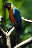 Blue-and-yellow macaw (Ara ararauna)