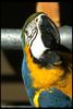 Blue-and-yellow macaw (Ara ararauna)