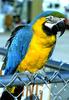 Blue-and-yellow macaw (Ara ararauna)