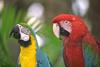 Blue-and-yellow macaw (Ara ararauna)  and Green-winged Macaw