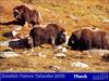 Sweden: Musk Ox - Ovibos moschatus (Zimmermann, 1780)