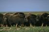 Musk Ox - Ovibos moschatus (Zimmermann, 1780)