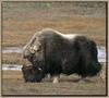 Musk Ox - Ovibos moschatus (Zimmermann, 1780)