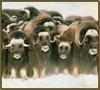 Musk Ox - Ovibos moschatus (Zimmermann, 1780)