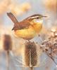 Carolina Wren (Thryothorus ludoviciantus)