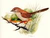 [Animal Art] Eyrean Grasswren - Amytornis goyderi (Gould, 1875) - painting by W.T. Cooper (1977)