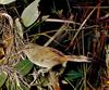Australia: Heathwren
