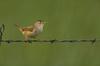 Marsh Wren (Cistothorus palustris)