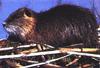 Nutria (Myocastor coypus)