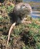 Nutria (Myocastor coypus)