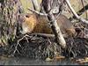 Nutria (Myocastor coypus)