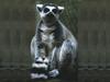 Ring-tailed Lemur (Lemur catta)