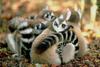 Ring-tailed Lemur (Lemur catta)