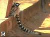 Ring-tailed Lemur (Lemur catta)