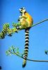 Ring-tailed Lemur (Lemur catta)