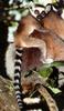 Ring-tailed Lemur (Lemur catta)