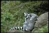 Ring-tailed Lemur (Lemur catta)