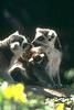 Ring-tailed Lemur (Lemur catta)