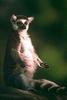 Ring-tailed Lemur (Lemur catta)