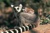 Ring-tailed Lemur (Lemur catta)