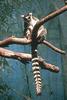 Ring-tailed Lemur (Lemur catta)