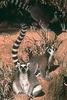 Ring-tailed Lemur (Lemur catta)