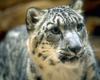 Snow Leopard (Uncia uncia)