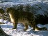 Snow Leopard (Uncia uncia)