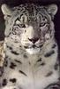 Snow Leopard (Uncia uncia)