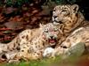 Snow Leopards (Uncia uncia)