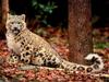 Snow Leopard (Uncia uncia)