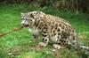 Snow Leopard (Uncia uncia)