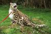 Snow Leopard (Uncia uncia)