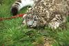 Snow Leopard (Uncia uncia)