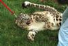 Snow Leopard (Uncia uncia)