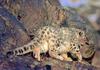 Mongolia: Snow Leopard (Uncia uncia)