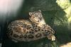 Snow Leopard (Uncia uncia)  - San Diego Zoo