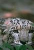 Snow Leopard (Uncia uncia)  - San Diego Zoo