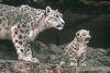 Snow Leopards (Uncia uncia)  - San Diego Zoo