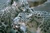 Snow Leopards (Uncia uncia)  - San Diego Zoo