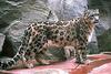 Snow Leopard (Uncia uncia)  - San Diego Zoo