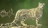 Snow Leopard (Uncia uncia)